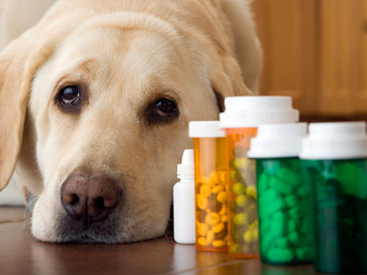 PETS-Mikesell-1